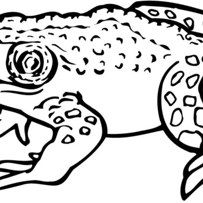 FROG02 Thumbnail